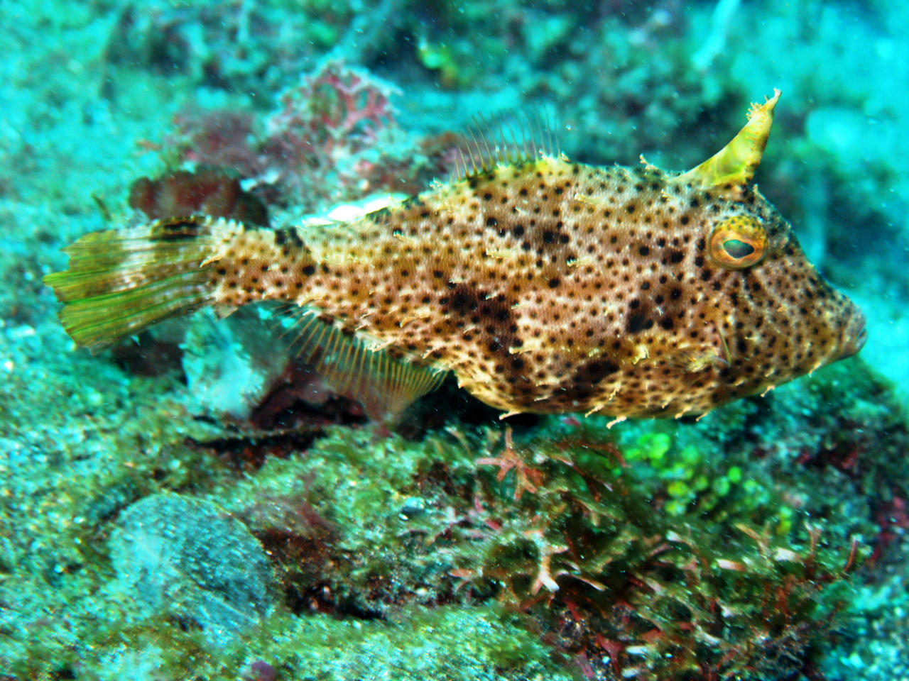 Pseudomonacanthus macrurus (Pesce lima d'alga)